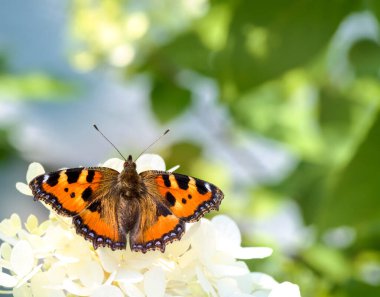 Küçük bir kaplumbağa kabuğu kelebeği.