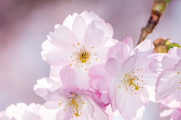 Rózsaszín cseresznye virágok — Stock Fotó