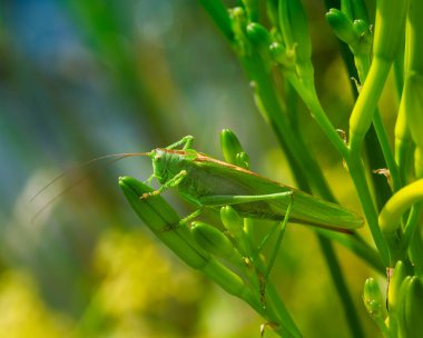 Yeşil bir çekirgenin makro 'su