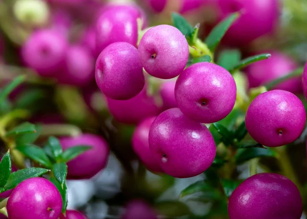 Макро Розовых Ягод Пернеттия Слизистая — стоковое фото
