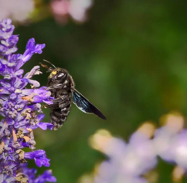 紫罗兰木蜂 紫锥菊属紫锥菊属 在鼠尾草花上采集花蜜的宏 — 图库照片