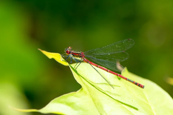 Damselfly vermelho — Fotografia de Stock