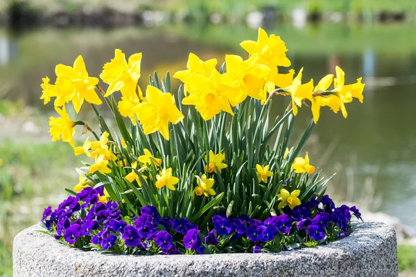 Daffodils and pansies — Stock Photo, Image