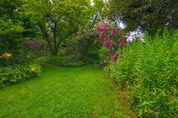 Idylliczny Ogród Różany Różowym Kwitnienia Róż Rambler — Zdjęcie stockowe