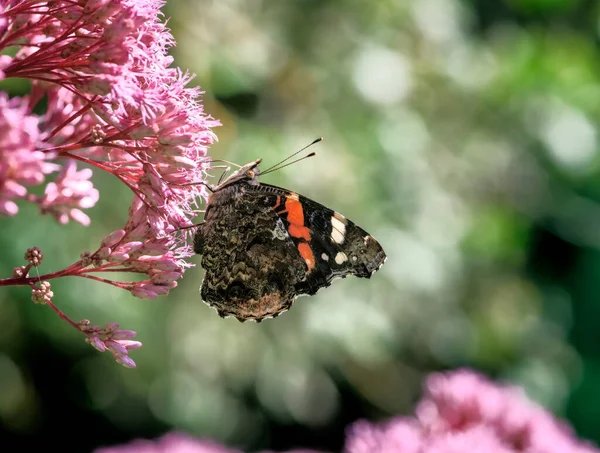 Eupatorium Çiçeğindeki Amiral Kelebeği Nin Macro — Stok fotoğraf