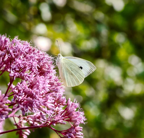 Macro Cabbage Butterfly Pink Eupatorium Flower — Stock Photo, Image