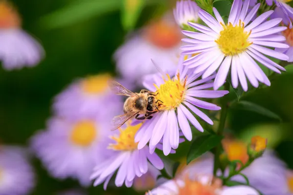 Макро Пчелы Опыляющей Цветке — стоковое фото