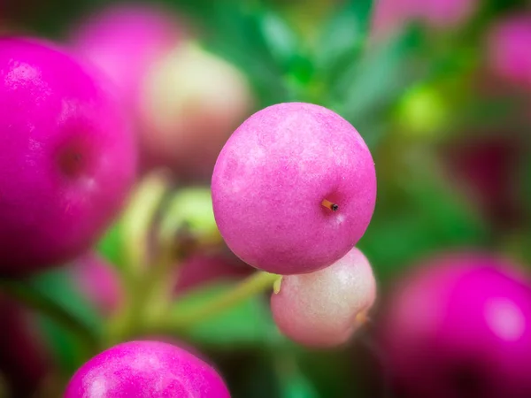 Makro Różowe Jagody Pernettya Mucronata — Zdjęcie stockowe