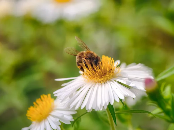 Macro Une Abeille Pollinisant Sur Une Fleur Aster — Photo