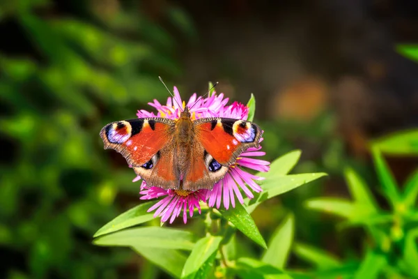 Makro Blek Dam Fjäril Rosa Aster Blomma — Stockfoto