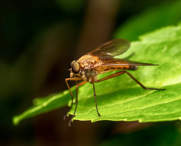 Makro Einer Räuberfliege Auf Einem Grünen Blatt — Stockfoto