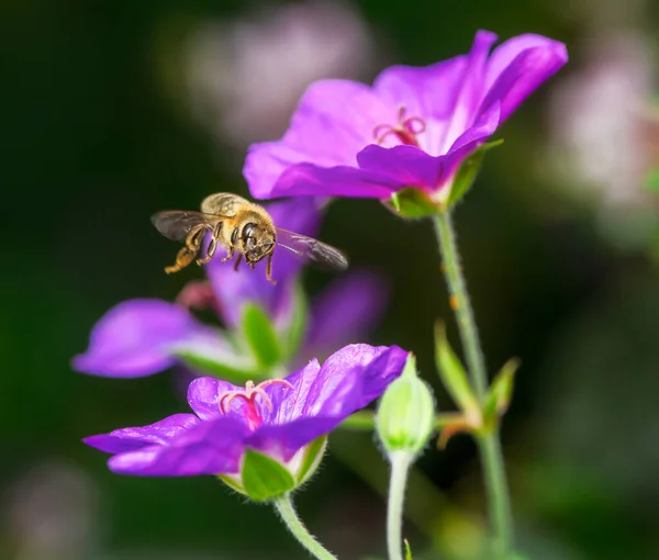 Abeja Voladora Flores Geranio Púrpura —  Fotos de Stock