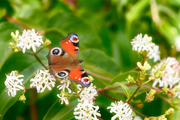 Macro Una Mariposa Pintada Sobre Arbusto Flores Siete Hijos Floración —  Fotos de Stock