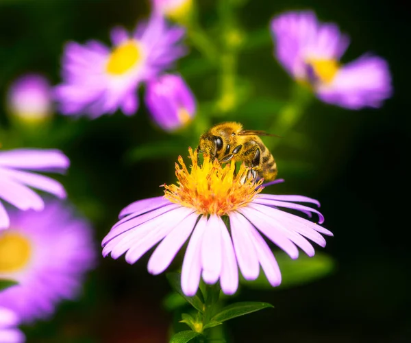 Makro Ett Som Pollinerar Asterblomma — Stockfoto