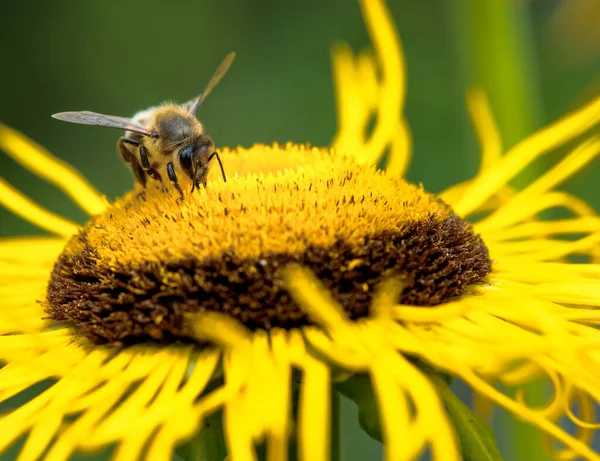 Macro Honeybee Flower Blossom — Stock Photo, Image