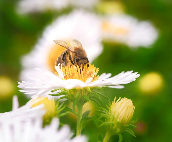 Macro Une Abeille Pollinisant Sur Une Fleur Aster — Photo