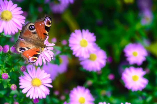 Macro Una Mariposa Pintada Sobre Una Flor Montaña Rosa —  Fotos de Stock