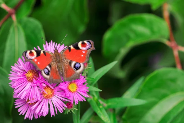 Macro Uma Borboleta Pinted Senhora Uma Flor Rosa Aster — Fotografia de Stock