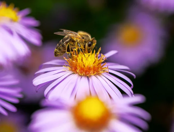 Macro Une Abeille Pollinisant Sur Une Fleur Aster — Photo