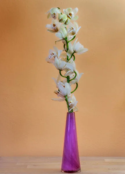 Zbliżenie Orchidei Kwiat Purpurowym Wazonie — Zdjęcie stockowe