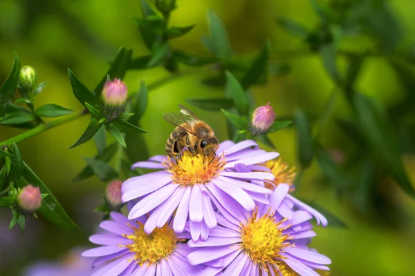 Macro Une Abeille Pollinisant Sur Une Fleur Aster — Photo