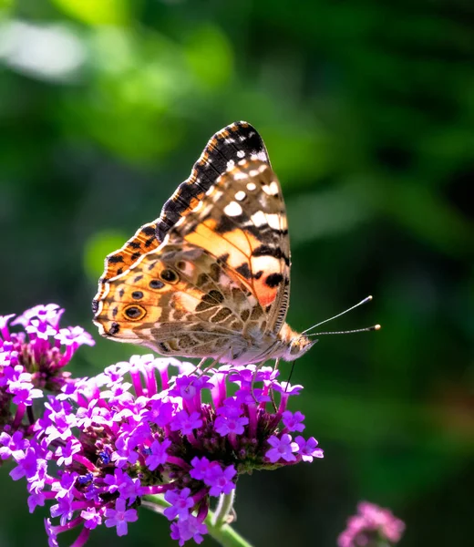 Macro Une Dame Pincée Papillon Sur Buisson Papillon Violet — Photo