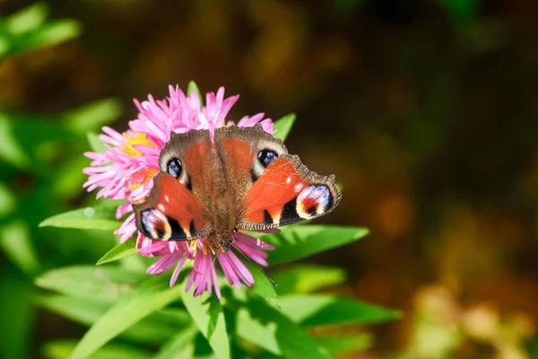 Makro Przypięte Pani Motyl Różowy Aster Kwiat — Zdjęcie stockowe