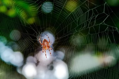 Macro of a garden spider in its web