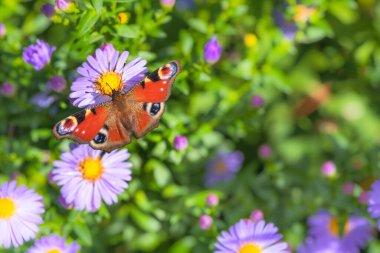 Macro of a pinted lady butterfly on a purple aster flower