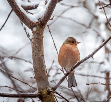 Closeup of a male chaffinch bird sitting on a snow covered tree
