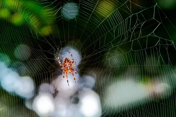 Macro Garden Spider Its Web — Stockfoto