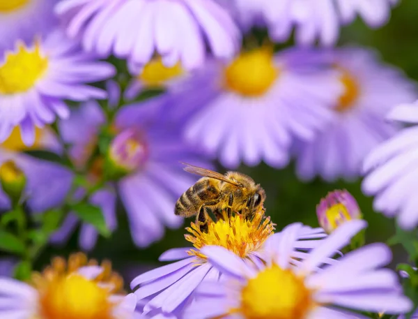 Macro Une Abeille Pollinisant Sur Une Fleur Aster — Photo