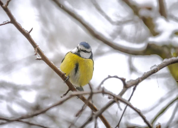 Closeup Blue Tit Bird Sitting Snow Covered Tree — Stockfoto