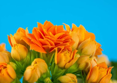 Turuncu Kalanchoe çiçeğinin Macro çiçekleri
