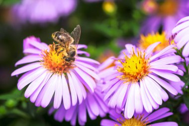 Paskalya çiçeğinin üzerinde polen saçan bir arı makrosu