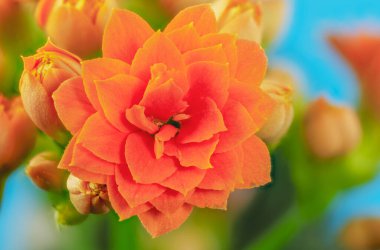 Turuncu Kalanchoe çiçeğinin Macro çiçekleri