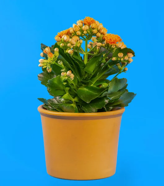 Primer Plano Una Flor Kalanchoe Maceta Naranja — Foto de Stock