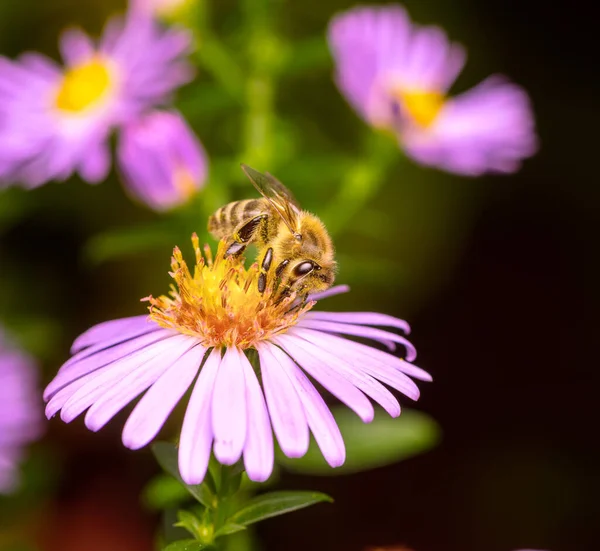 Macro Une Abeille Pollinisant Sur Une Fleur Aster — Photo