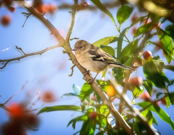 Zbliżenie Samicy Chaffinch Ptak Siedzi Jabłoni — Zdjęcie stockowe