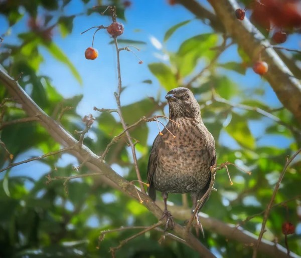 Detailní Záběr Kosa Sedícího Jabloni — Stock fotografie