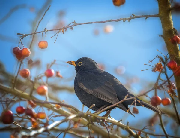 Großaufnahme Einer Amsel Einem Apfelbaum — Stockfoto