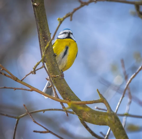 Blaumeisenvogel Sitzt Auf Dem Zweig Eines Baumes — Stockfoto