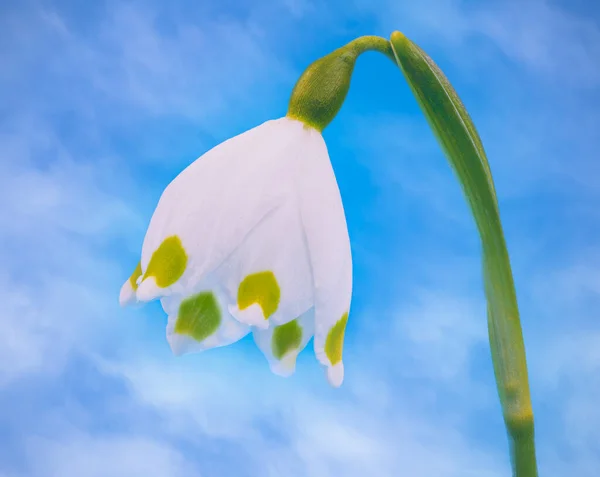 Fechar Uma Flor Branca Floco Neve Primavera Leucojum Vernum — Fotografia de Stock