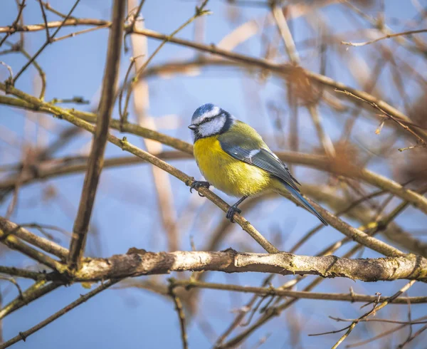 Closeup Blue Tit Bird Sitting Tree — Stock Photo, Image