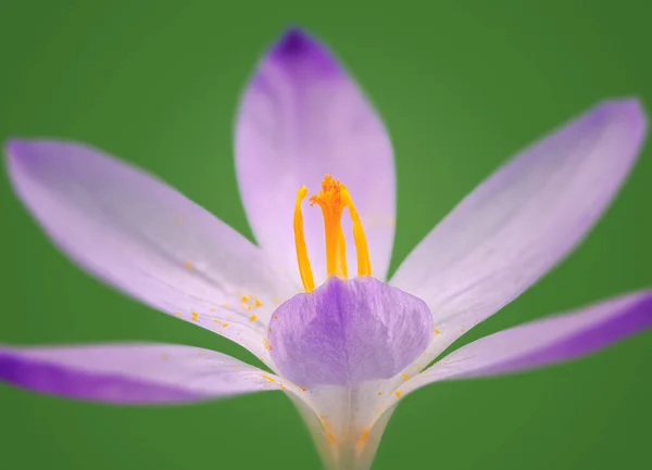 Macro Fiore Croco Viola — Foto Stock