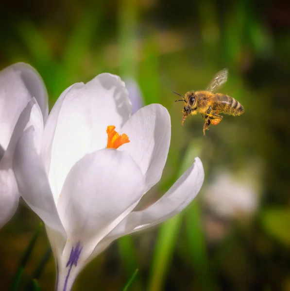 Makro Pszczoły Lecącej Purpurowego Kwiatu Krokusa — Zdjęcie stockowe