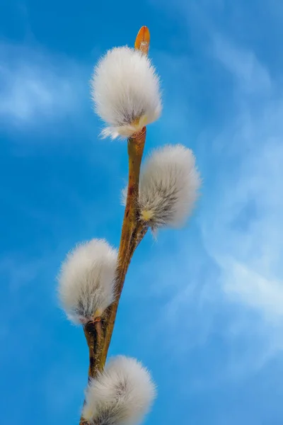 Close Van Een Pussy Willow Branch — Stockfoto