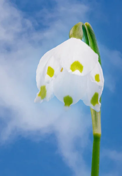 Closeup White Spring Snowflake Leucojum Vernum Flower Selective Focus Shallow — Stock Photo, Image
