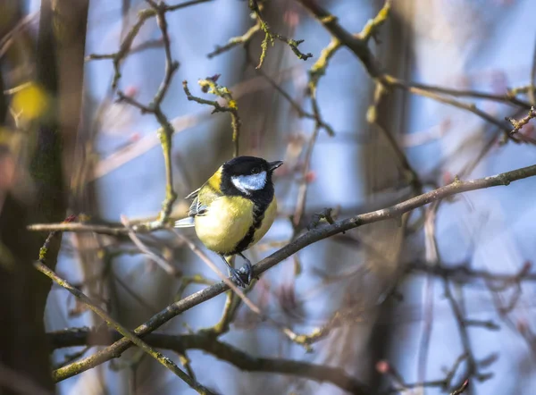 Nahaufnahme Einer Kohlmeise Die Einem Baum Sitzt — Stockfoto