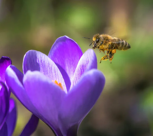 Makro Pszczoły Lecącej Purpurowego Kwiatu Krokusa — Zdjęcie stockowe